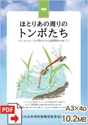 ほとりあの周りのトンボたち